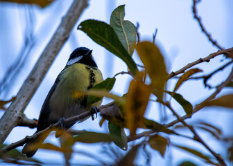 Great Tit (Parus major) - Widespread across Europe & Asia