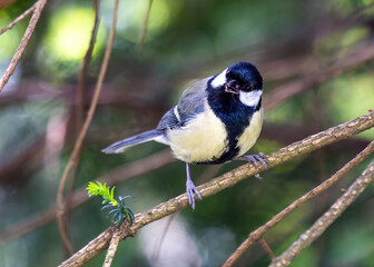 Obraz premium Great Tit (Parus major) - Widespread across Europe & Asia