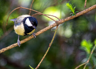Obraz premium Great Tit (Parus major) - Widespread across Europe & Asia
