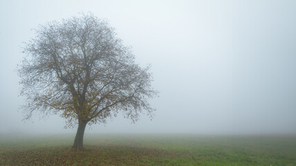 Atmospheric banner with misty, foggy tree with a thick fog in a background and green grass. Copy space.