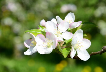 Apple Tree Blossoms - Apple Tree Blossoms in Bloom in South Tyrol	