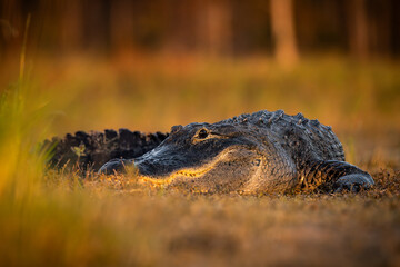 large American Aligator - alligator mississippiensis - basking on shoreline at wetlands Florida, USA