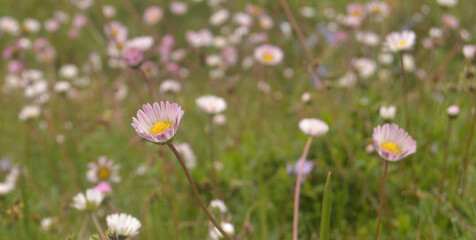Small spring flowers scattered across the field, contrast of purple, yellow and white colors