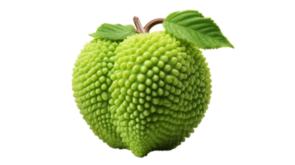 Close-up of a vibrant green fruit with lush leaves, showcasing organic beauty