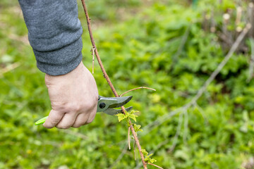 A gardener manually cuts a raspberry bush with a bypass pruner. Pruning of raspberry and blackberry...