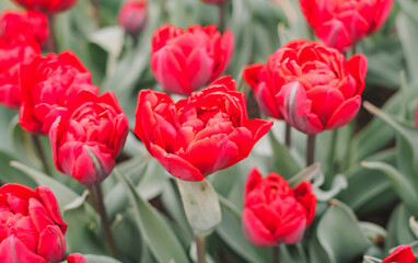 Close-up of a cluster of bright red tulips in full bloom