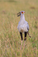 Secretarybird hunting