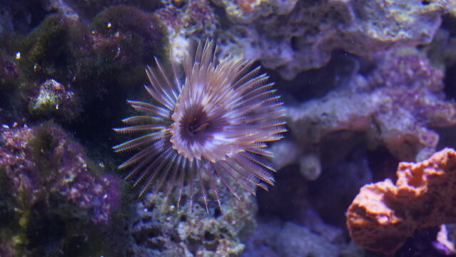  Feather Duster Worms are named for their distinctive feathery appendages, known as radioles, which they use for filter feeding and respiration. |纓鰓蟲科