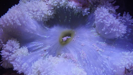 Heteractis magnifica is known for its large size and stunning appearance. It typically has a...