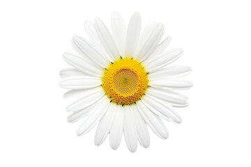 Fototapeta na wymiar Elegant white daisy flower, its beauty highlighted against a clean white background.