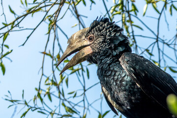Ethiopia, African Grey Hornbill