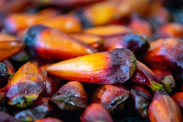 Ripe pine nuts, fruits of the Brazilian tree Araucaria angustifolia