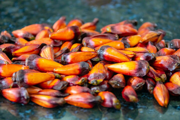 Ripe pine nuts, fruits of the Brazilian tree Araucaria angustifolia