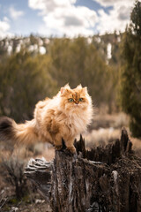Very Fluffy Adventurous Cat on Tree Stump Brave Exploration Proud Climbing