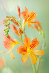 A closeup of an Orange Crocosmia, "Prince of Orange", in bloom, with several buds and flowers,  against a light green background
