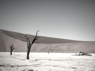 dead tree in the desert