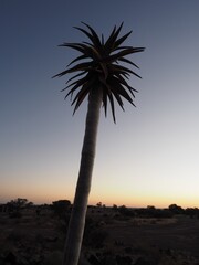 Quiver tree with twilight in Namibia