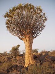 Quiver tree in Namibia