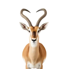 Foto op Plexiglas impala antelope isolated © Buse
