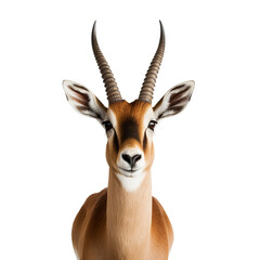 impala antelope isolated