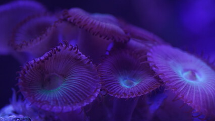Purple button polyps are a type of colonial soft coral belonging to the genus Zoanthus or related...
