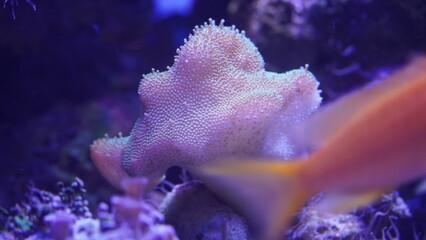 Pavona cactus is a distinctive SPS coral known for its cactus-like ridges and textured surface. It...