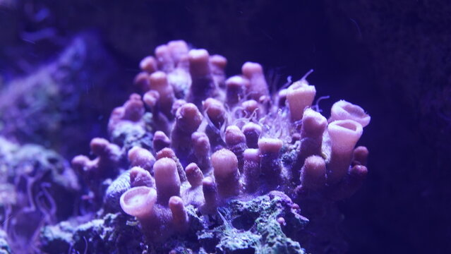 Entacmaea quadricolor, commonly known as the Bubble Tip Anemone (BTA), is a popular sea anemone in marine aquariums due to its symbiotic relationship with clownfish and its vibrant, bubble-like tentac