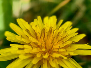 yellow flower