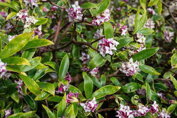 Daphne (perfume princess) flowers in bloom