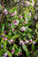 Daphne (perfume princess) flowers in bloom
