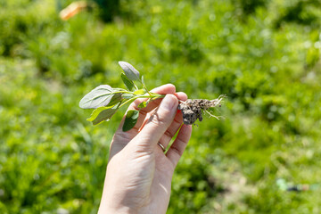 A hand holds a young swan weed plant. Atriplex patula