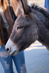 Fototapeta premium Wild burro in Oatman, Arizona