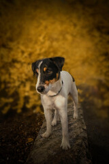 jack russell terrier