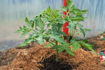 Eco veg growing