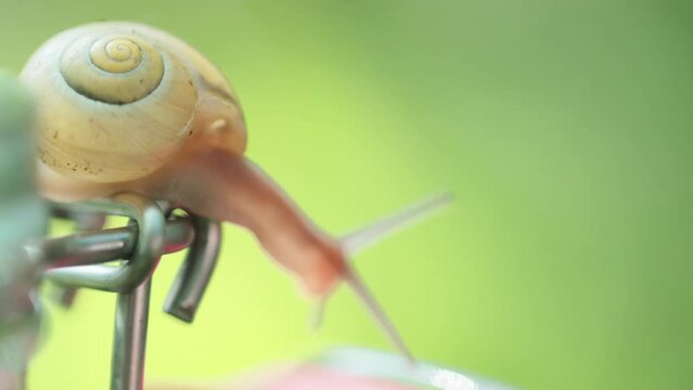 Close-Up Of A Snail Crawling On An Empty Glass Jar