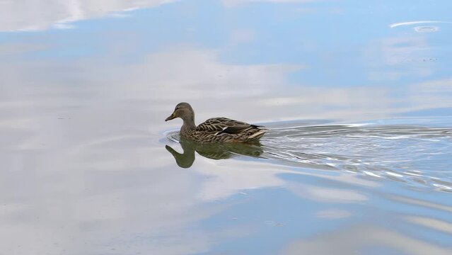 Mallard, Wild Duck in natural ambient, female, swimming (Anas platyrhynchos) - (4K)