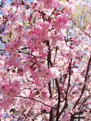 pink cherry blossom