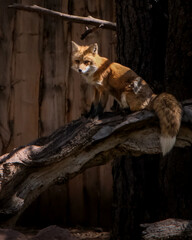Red fox at bearizona wildlife park