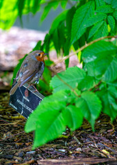 European Robin Red Breast (Erithacus rubecula) in National Botanic Gardens, Dublin, Ireland