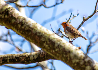 European Robin Red Breast (Erithacus rubecula) in National Botanic Gardens, Dublin, Ireland
