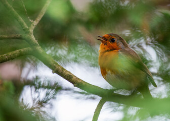 European Robin Red Breast (Erithacus rubecula) in National Botanic Gardens, Dublin, Ireland