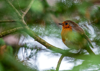 European Robin Red Breast (Erithacus rubecula) in National Botanic Gardens, Dublin, Ireland