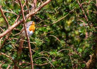European Robin Red Breast (Erithacus rubecula) in National Botanic Gardens, Dublin, Ireland