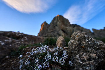 Spain Andalucia spring surrounding lonely tree mountains clouds tunnel