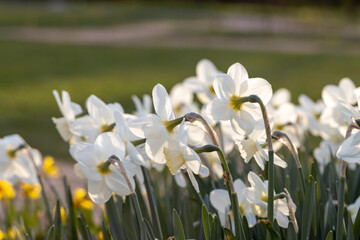 Beautiful narcissus flowers bloom in the spring garden.