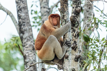 The proboscis monkey (Nasalis larvatus) or long-nosed monkey is a reddish-brown arboreal Old World...