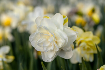 White flower of daffodil Narcissus cultivar Obdam from Double Group © Olga Seyfutdinova 
