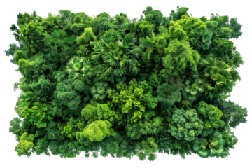 Top view of large green tree leaves with a transparent background