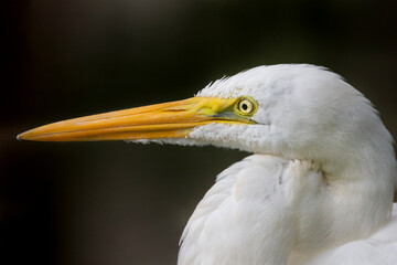 Brazilian Savannah Bird / The birds of Brazil are very beautiful and have many colors.