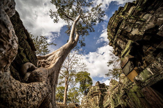 Giant tree roots envelop ancient Angkor Wat ruins